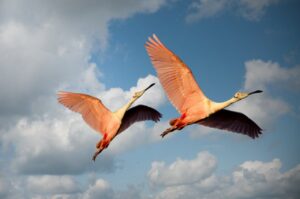 Birds